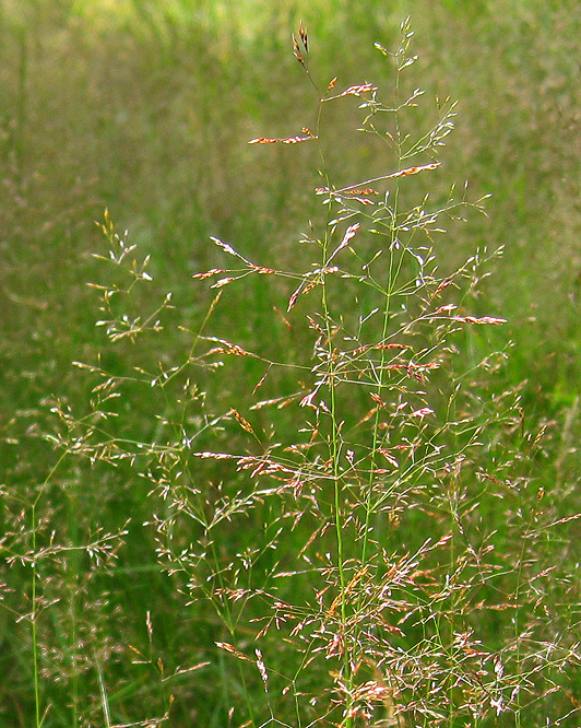 Изображение особи Agrostis tenuis.