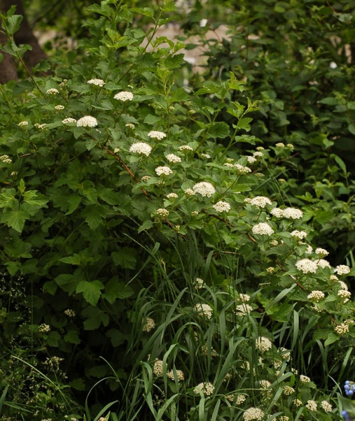 Image of Physocarpus opulifolius specimen.