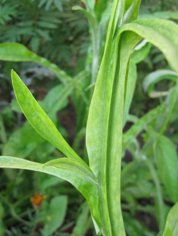 Изображение особи Ammobium alatum.