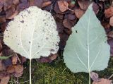 Populus tremula