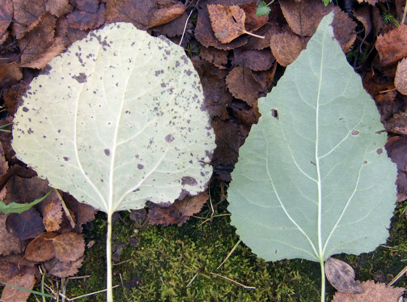 Изображение особи Populus tremula.