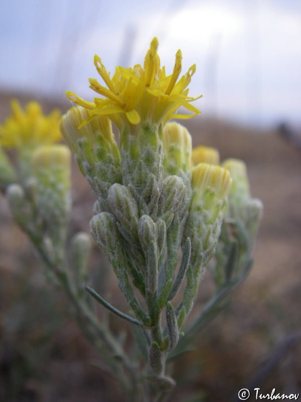 Image of Galatella villosa specimen.