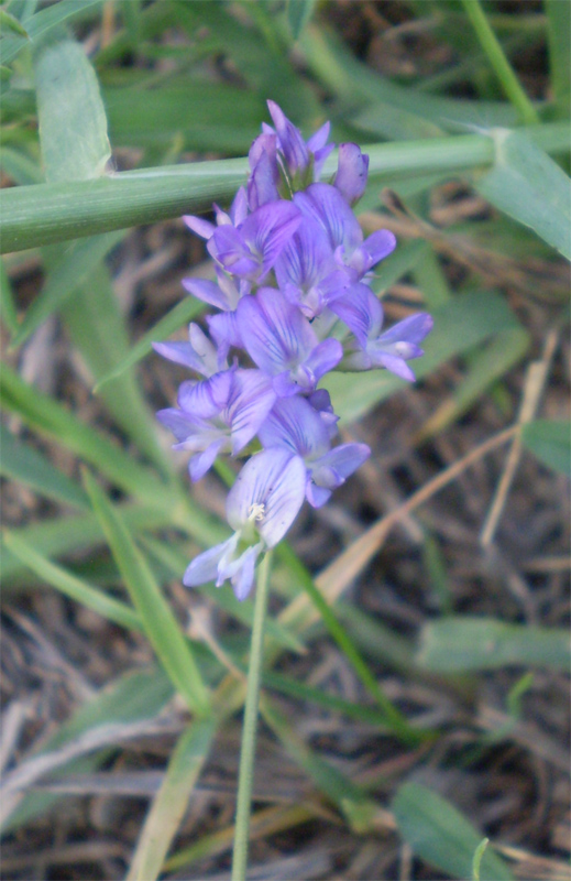 Image of Medicago sativa specimen.