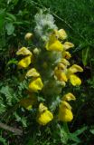 Phlomoides speciosa
