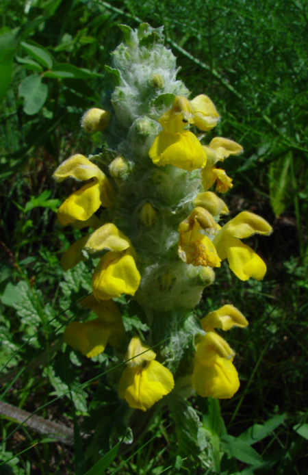 Изображение особи Phlomoides speciosa.