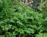 Cardamine macrophylla