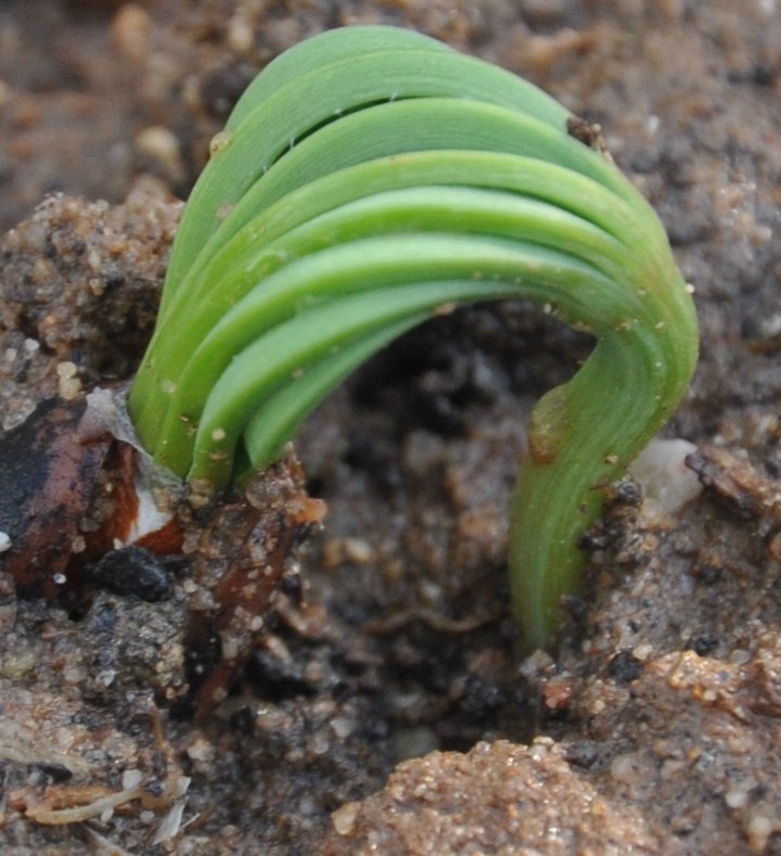 Изображение особи Pinus pinea.
