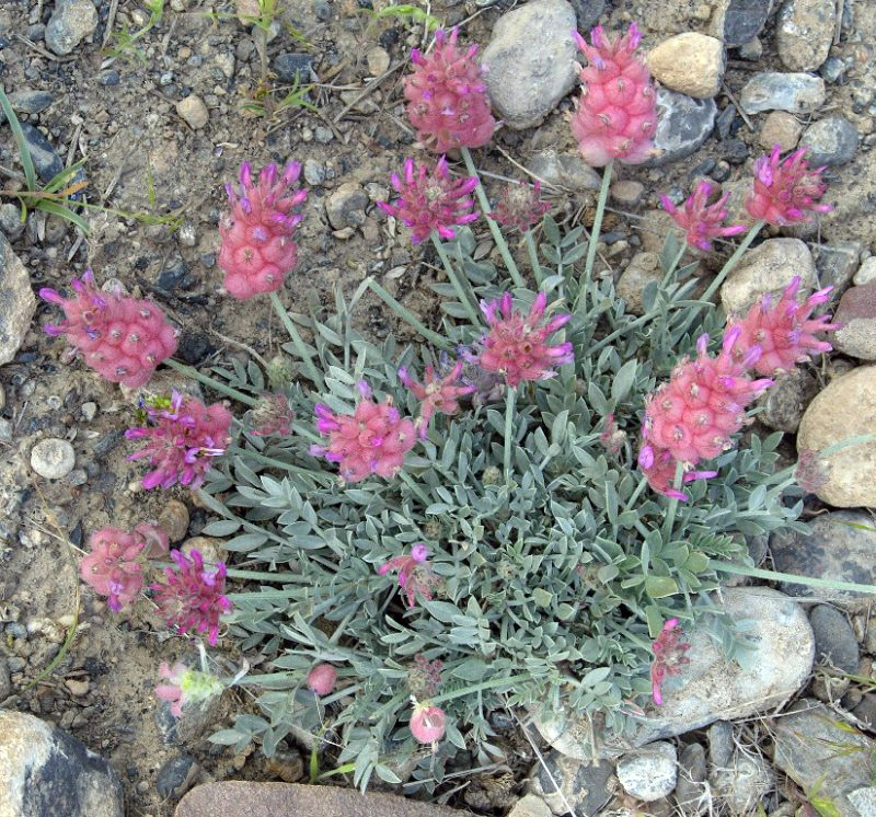 Изображение особи Astragalus schrenkianus.