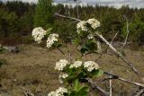 × Sorbaronia mitschurinii. Верхушка цветущего побега с молодыми листьями. Новгородская обл., Боровичский р-н, лес западнее г. Боровичи, вырубка. 31.05.2015.