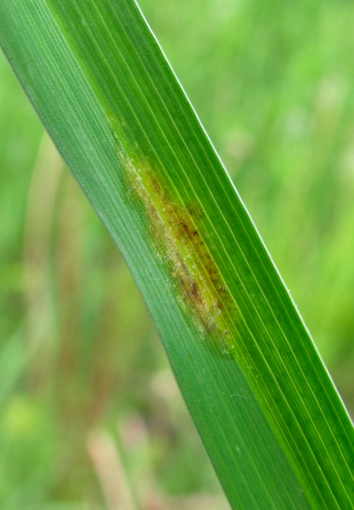 Изображение особи Dactylis glomerata.