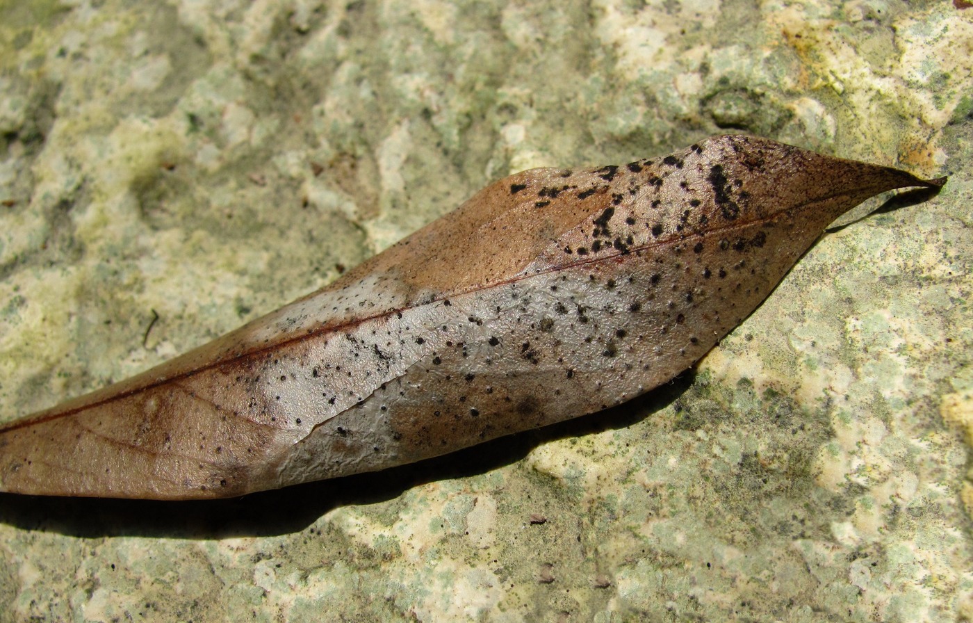 Image of Lauro-cerasus officinalis specimen.