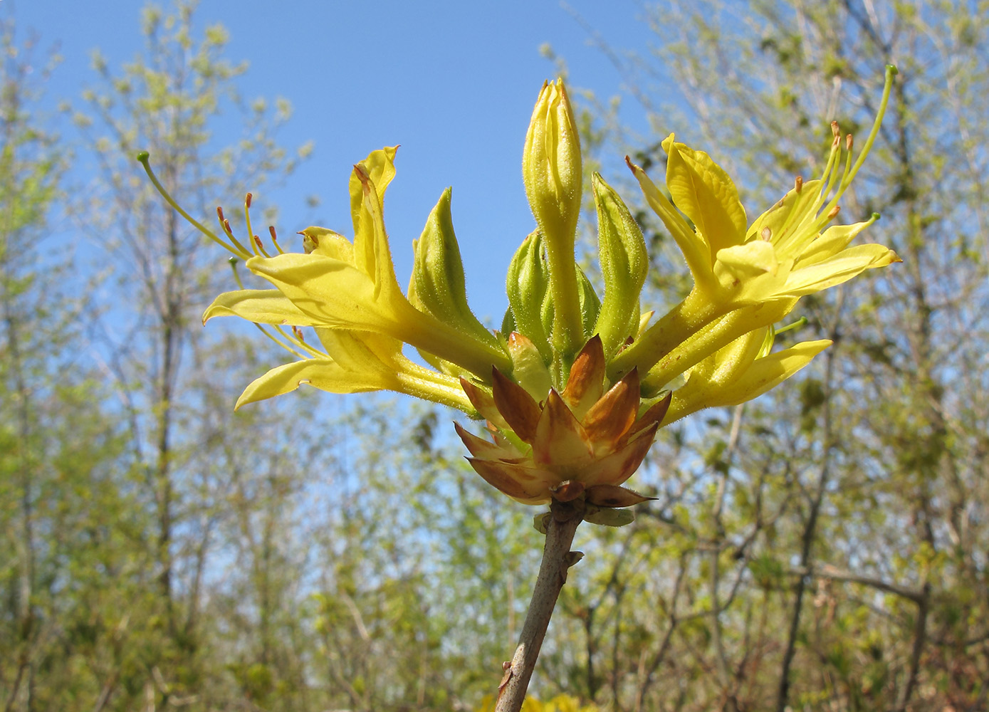 Изображение особи Rhododendron luteum.