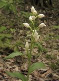 Cephalanthera damasonium. Верхушка цветущего растения. Краснодарский край, м/о г. Геленджик, хр. Коцехур, гора Мемедо, северо-западный склон, поросший тенистым широколиственным лесом с подлеском из Staphylea pinnata и Rhododendron luteum. 23.05.2015.