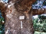 Araucaria cunninghamii. Часть ствола. Австралия, г. Брисбен, ботанический сад. 02.08.2015.