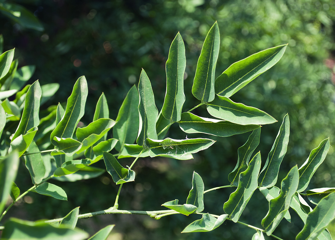 Изображение особи Styphnolobium japonicum.