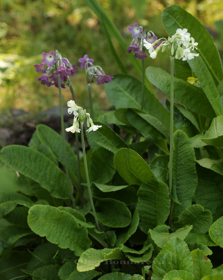 Изображение особи Primula alpicola.