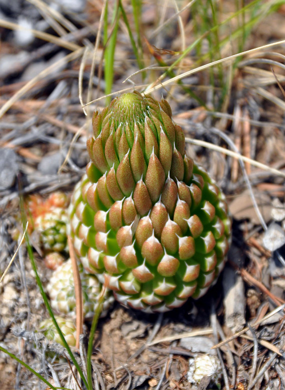 Изображение особи Orostachys spinosa.