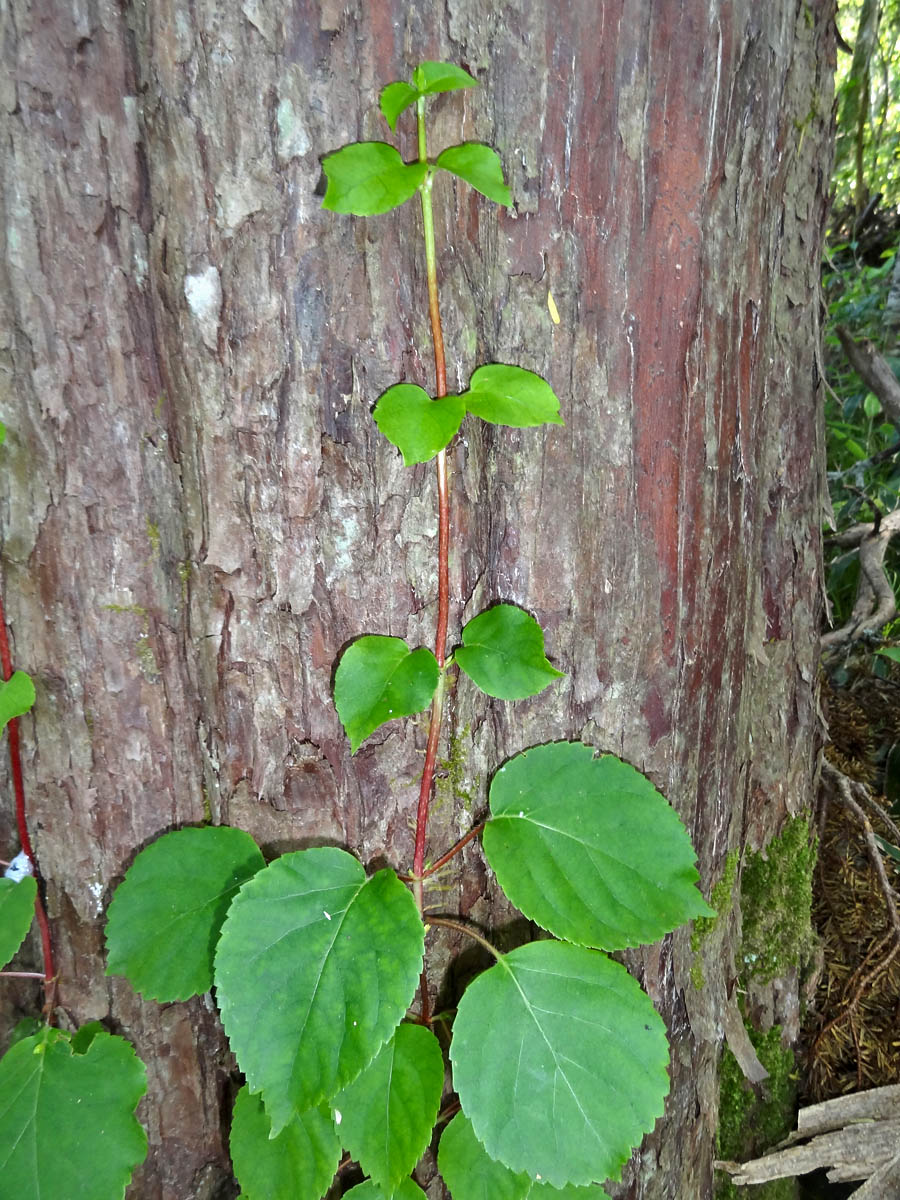 Изображение особи Hydrangea petiolaris.