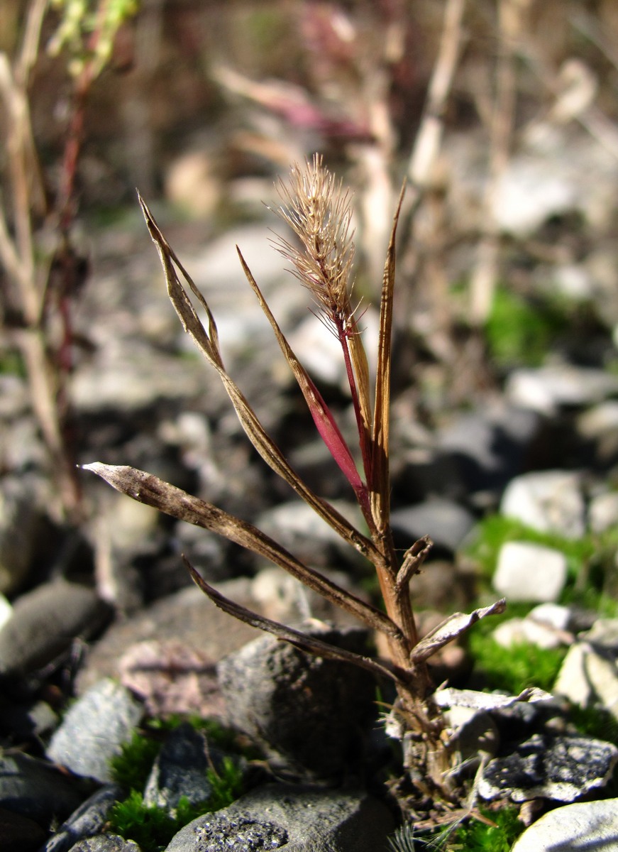 Image of Setaria pumila specimen.