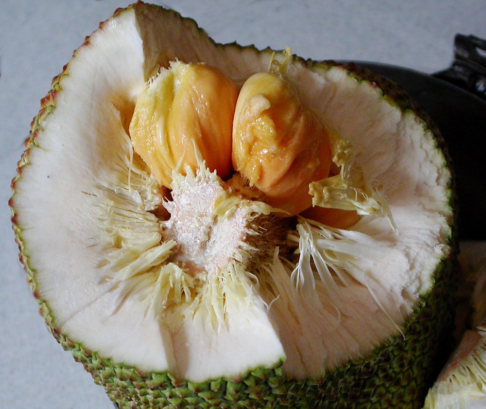 Image of Artocarpus heterophyllus specimen.