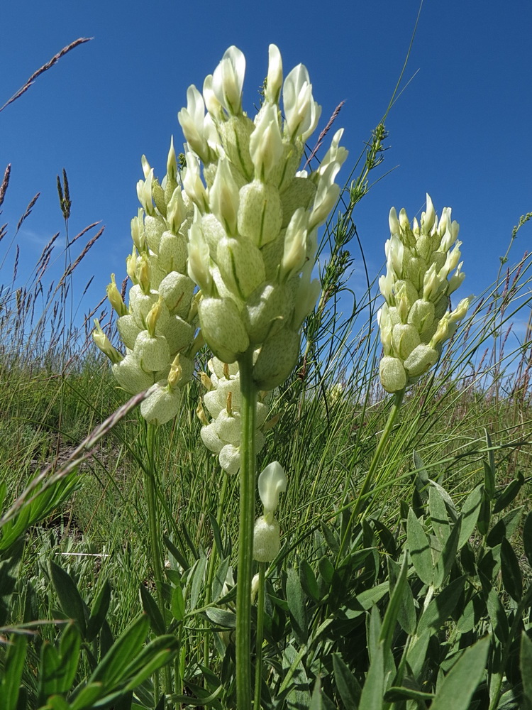 Изображение особи Astragalus follicularis.