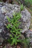 Woodsia ilvensis