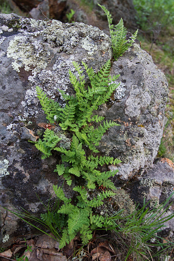 Image of Woodsia ilvensis specimen.