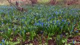 Scilla siberica