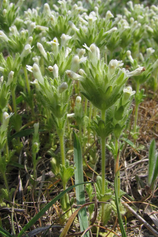 Image of Parentucellia latifolia specimen.
