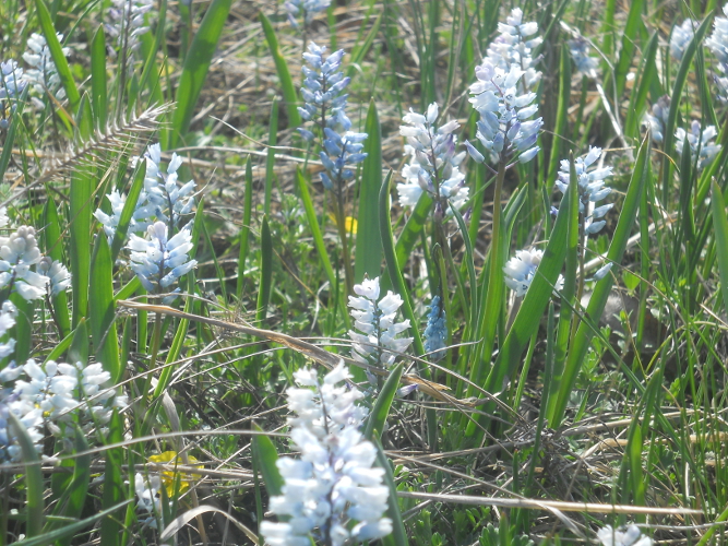 Image of Hyacinthella leucophaea specimen.