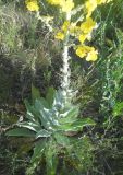 Verbascum songaricum