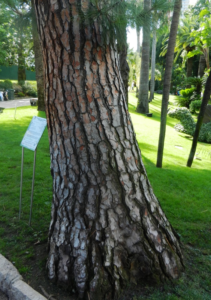 Image of Pinus canariensis specimen.