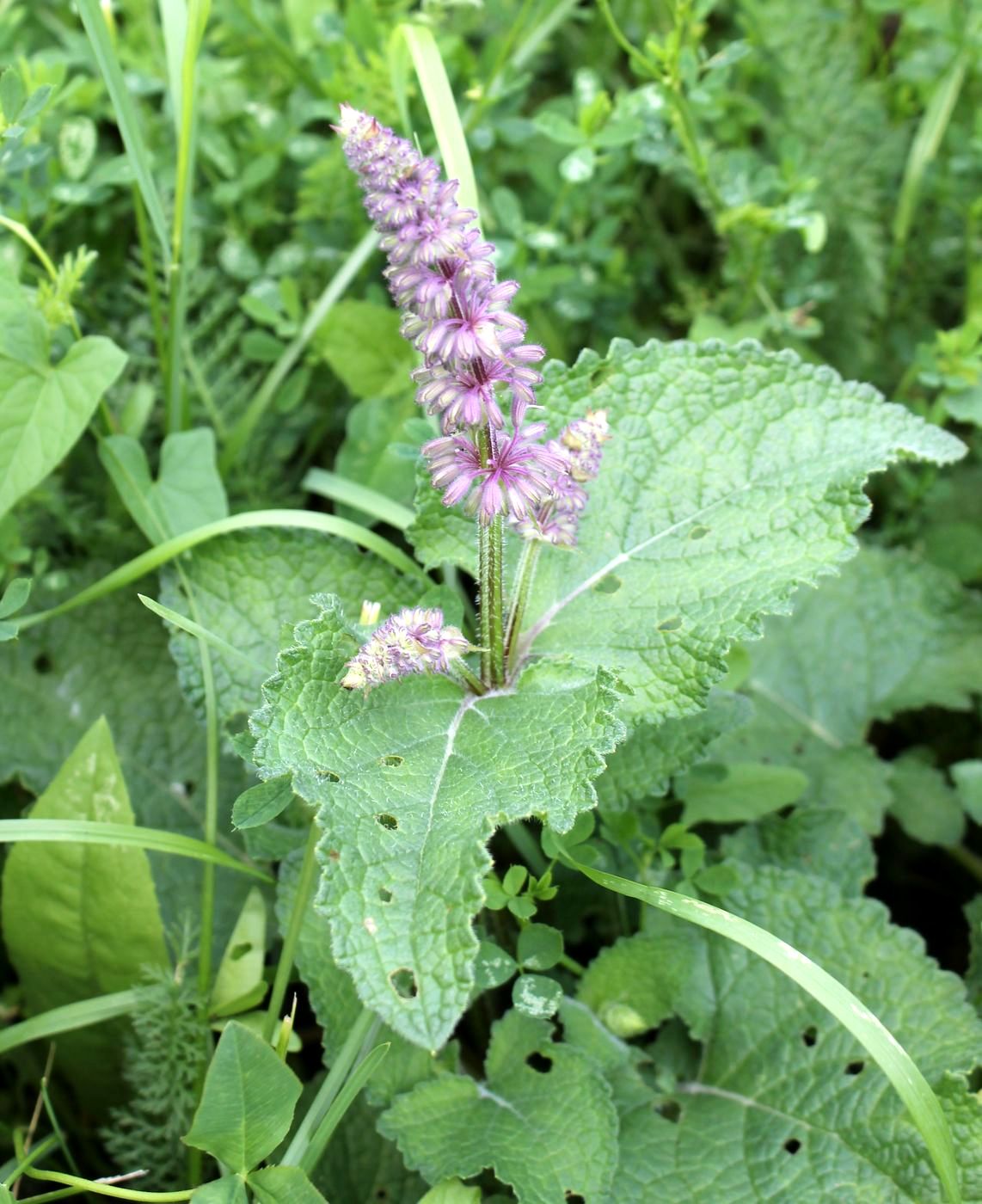 Image of Salvia verticillata specimen.