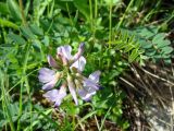 Astragalus alpinus. Соцветие. Якутия (Саха), Алданский р-н, левый берег р. Тимптон, 203 км от устья. 01.07.2011.