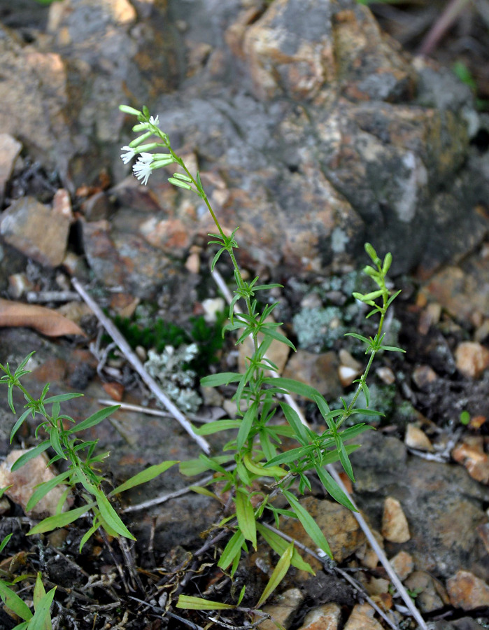 Image of Silene foliosa specimen.