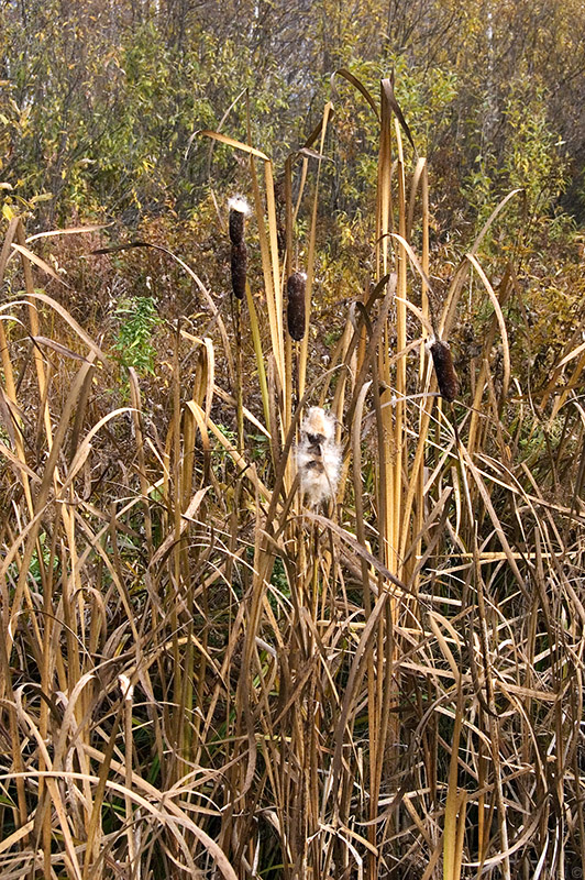 Image of Typha elata specimen.