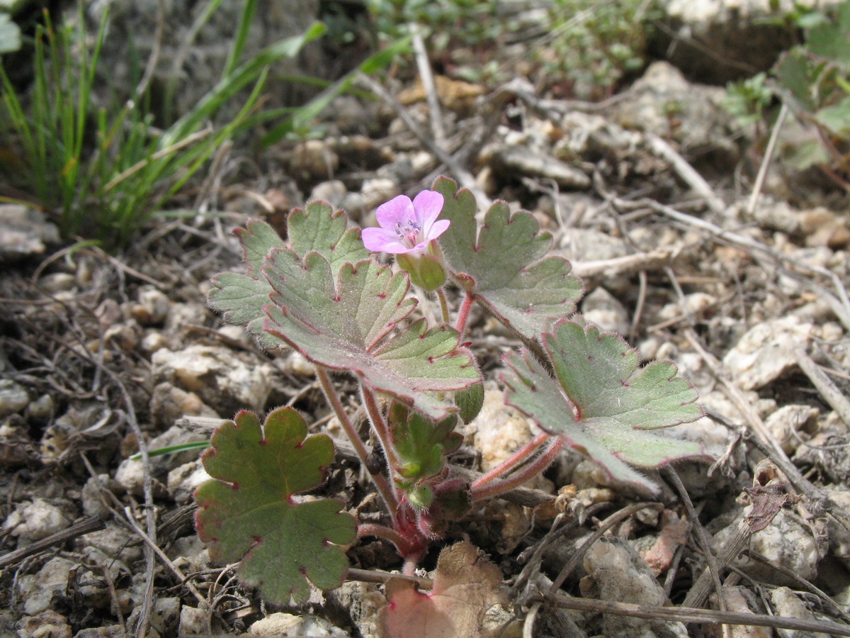 Image of Geranium rotundifolium specimen.