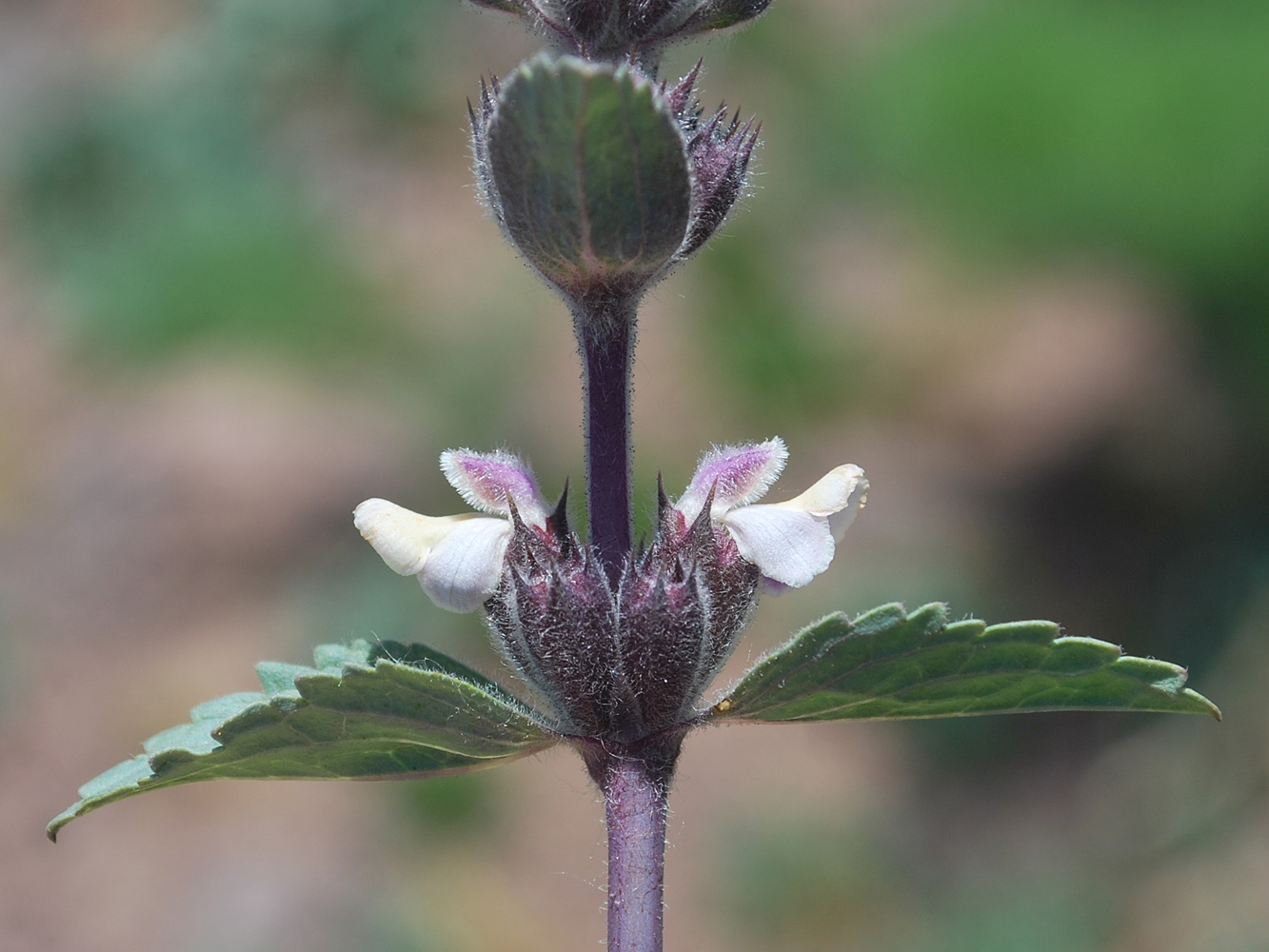 Image of Phlomoides angreni specimen.