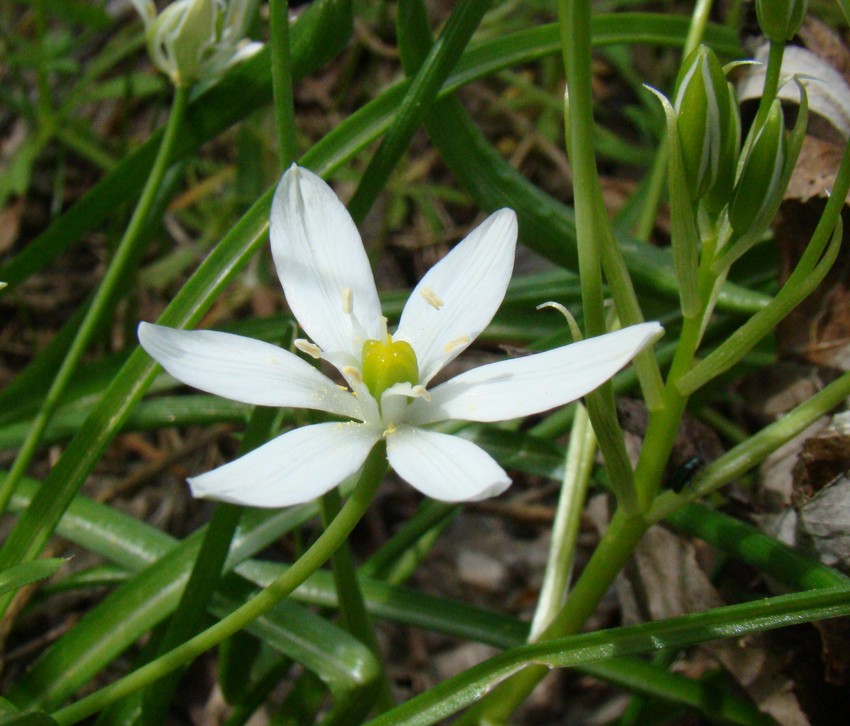 Изображение особи Ornithogalum woronowii.