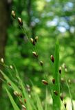 Melica uniflora