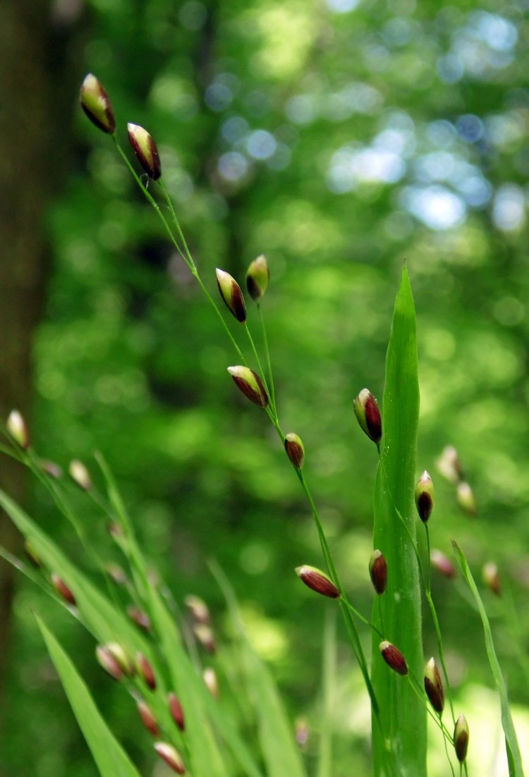 Изображение особи Melica uniflora.
