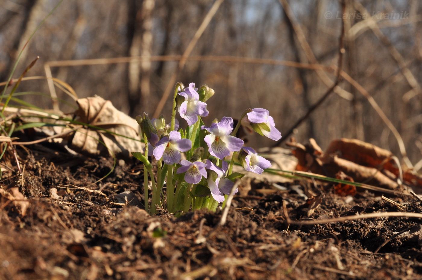 Image of Viola collina specimen.