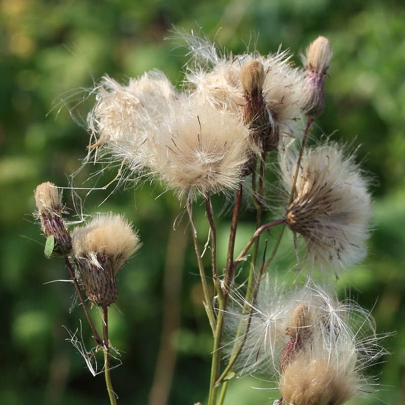 Изображение особи Cirsium arvense.