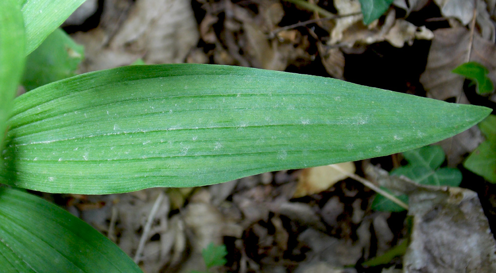 Image of Cephalanthera longifolia specimen.