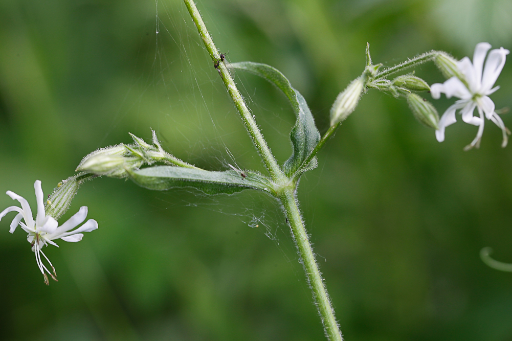 Изображение особи Silene nutans.