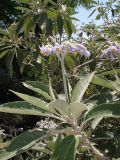 Solanum mauritianum