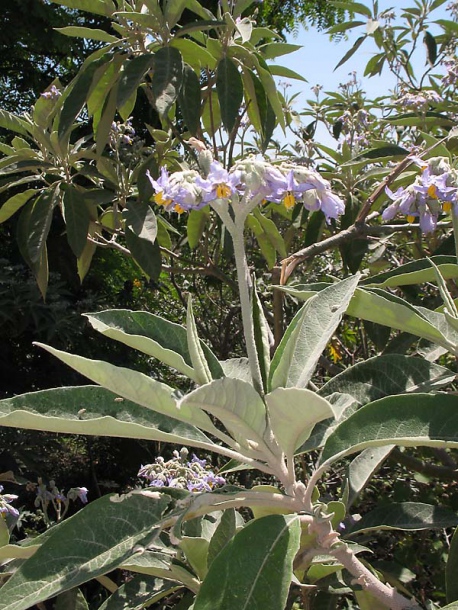 Изображение особи Solanum mauritianum.