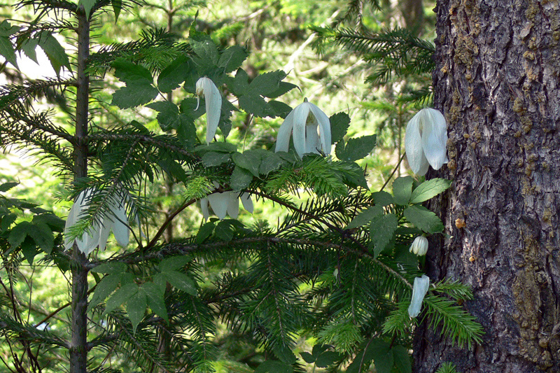 Image of Atragene sibirica specimen.