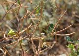 Trigonella striata