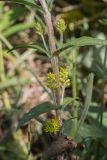 Naumburgia thyrsiflora